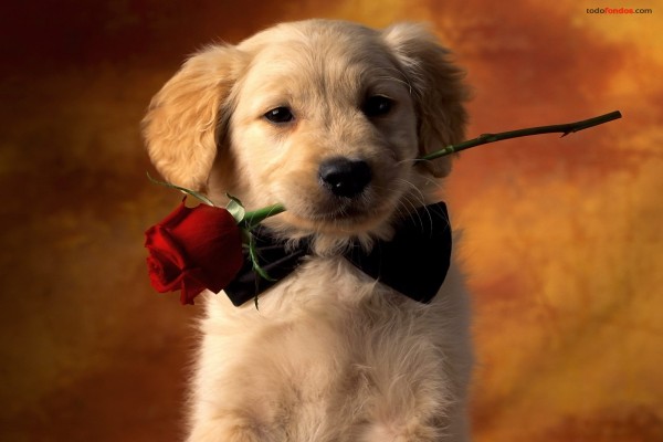 14 de febrero, San Valentín, día de los enamorados 12d