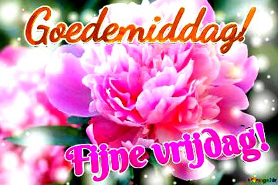 thumb-goedemiddag-fijne-vrijdag-greetings-radiance-peonies-bloom-loves-symphony-10744