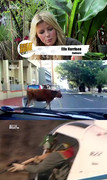 Great Animal Escapes S01E09 720p HDTV x264-CBFM