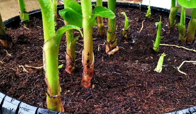 How to Grow Banana Tree from Seeds