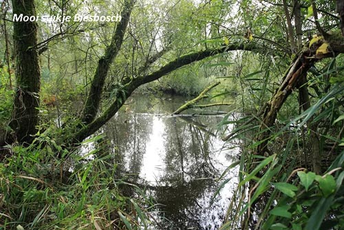 An den Beitrag angehängtes Bild: http://i.postimg.cc/50bcJYvD/biesbosch.jpg