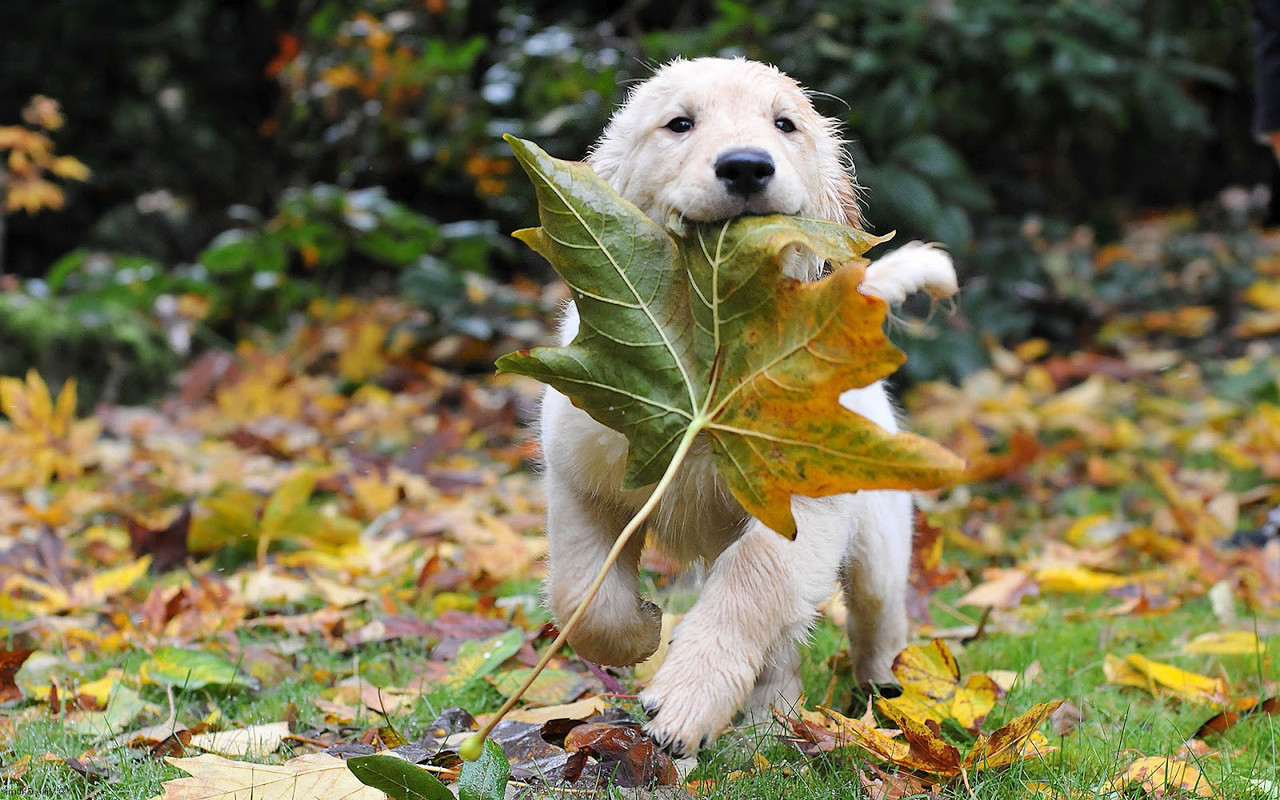 hd-honden-wallpaper-met-een-hond-met-herfstblad-in-bek-hd-honden-achtergrond-foto