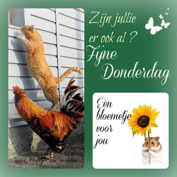 mini-mini-fijne-donderdag-haan-kat