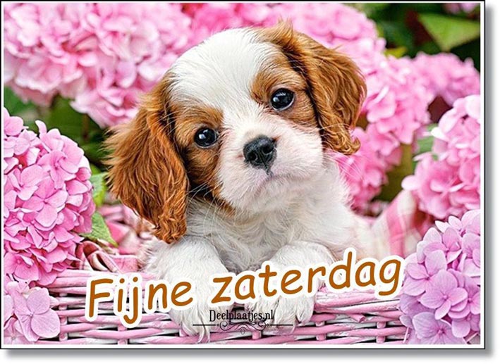 deelplaatjes-nl-ben-je-op-zoek-naar-een-vrolijk-plaatje-om-iemand-een-fijne-zaterdag-te-wensen-46856