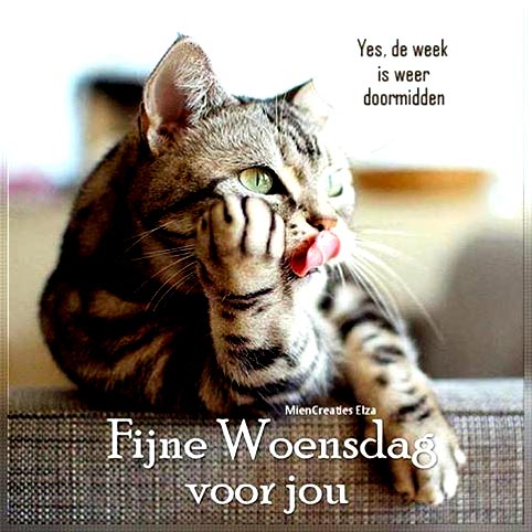 fijne-woensdag1481093538