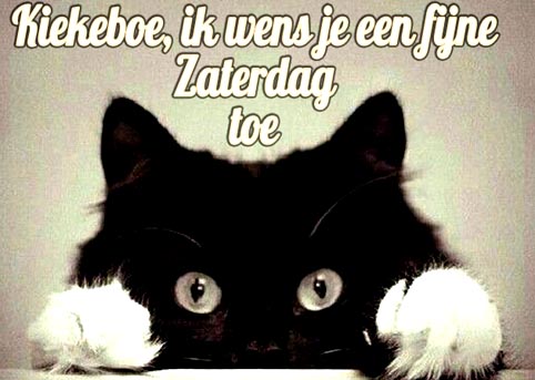 fijne-zaterdag-poes-1701