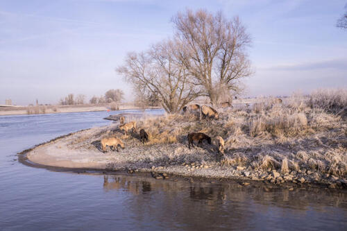 An den Beitrag angehängtes Bild: http://i.postimg.cc/HL6np2jv/Paarden.jpg