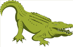 Crocodile