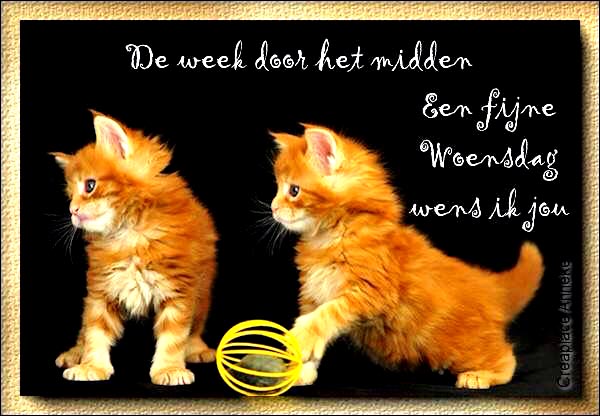 a909246e72aef6542e9a1e3a6c35d665-wallpapers-puppy