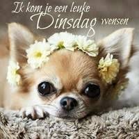 dinsdag