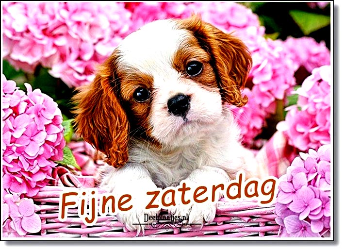 deelplaatjes-nl-ben-je-op-zoek-naar-een-vrolijk-plaatje-om-iemand-een-fijne-zaterdag-te-wensen-46856