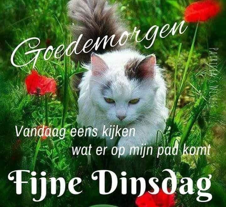 goedemorgen-dinsdag-035