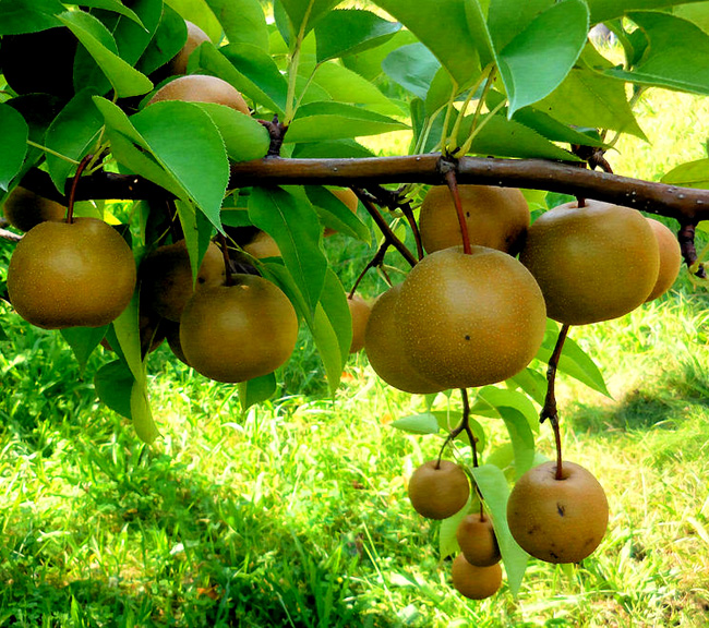 How to Grow Asian Pear Trees