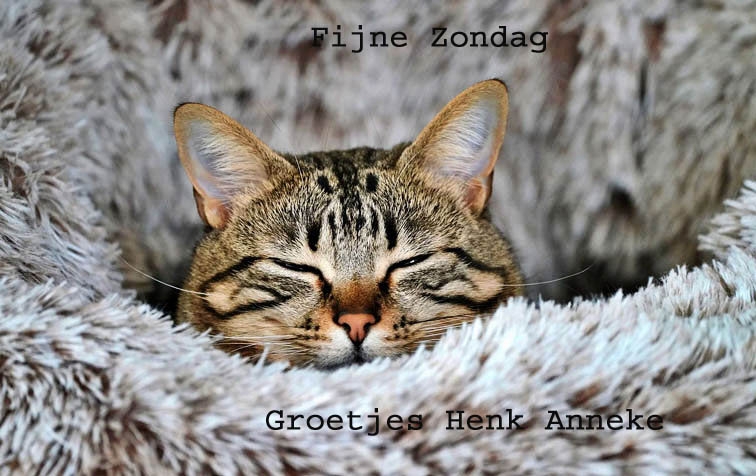 cat-8438334-1280kopie