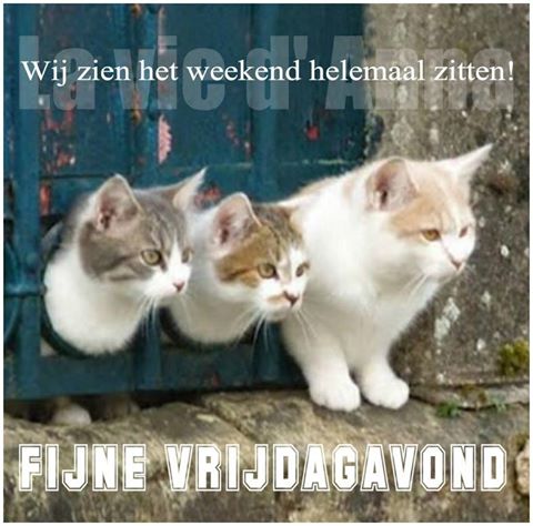 13230256-1538696269772830-4105605678516762742-n