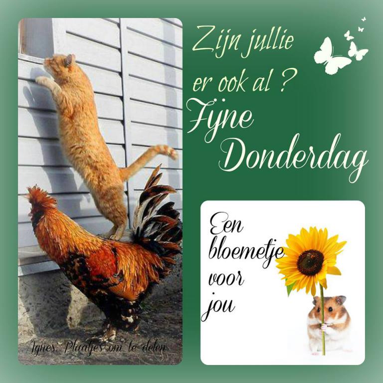 mini-fijne-donderdag-haan-kat