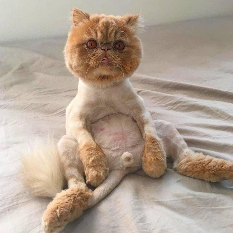      ?.   !