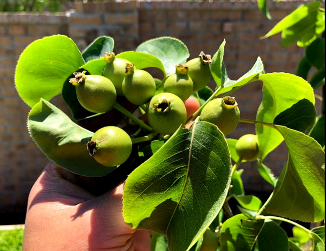 How to Grow Asian Pear Trees