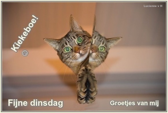 animaatjes-dinsdag-1959303