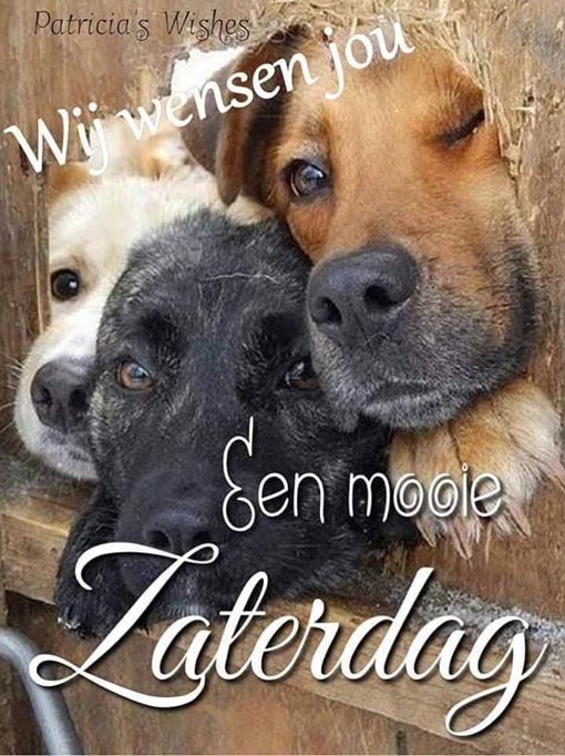 fijne-zaterdag-humor-008