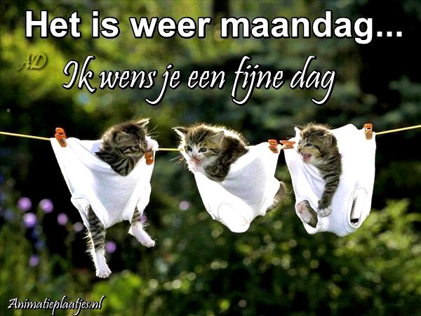 goedemorgen-maandag-humor-010