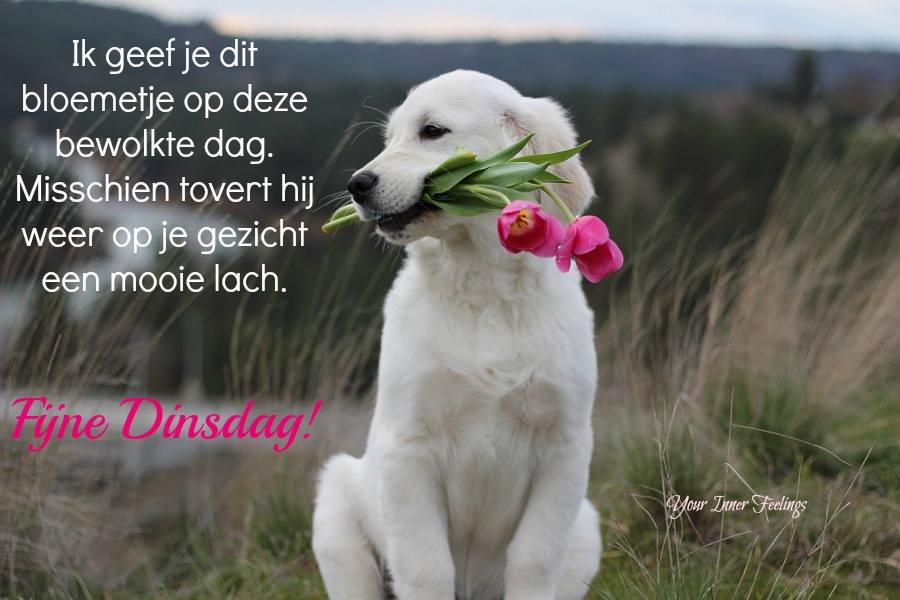 11255537-821770404579170-8918828099895927045-n