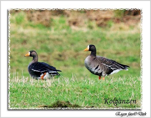 An den Beitrag angehängtes Bild: http://i.postimg.cc/x1q7fZfq/kolgansen.jpg