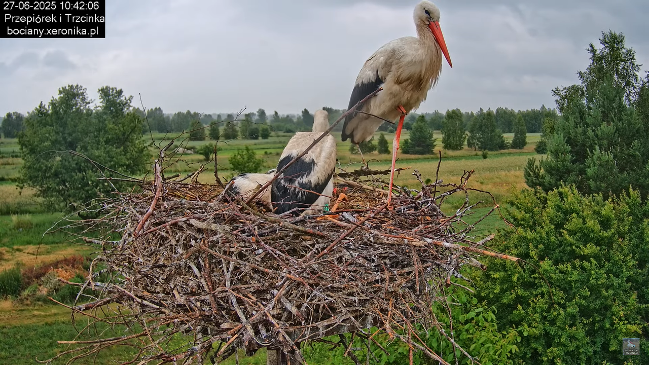 27062025bociany25