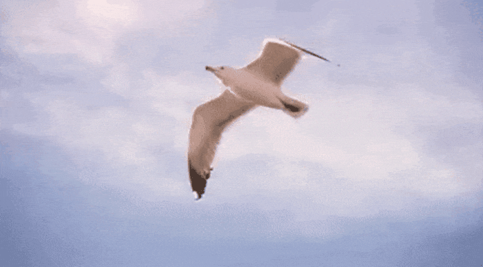 GIF-20250708-075246-479.gif