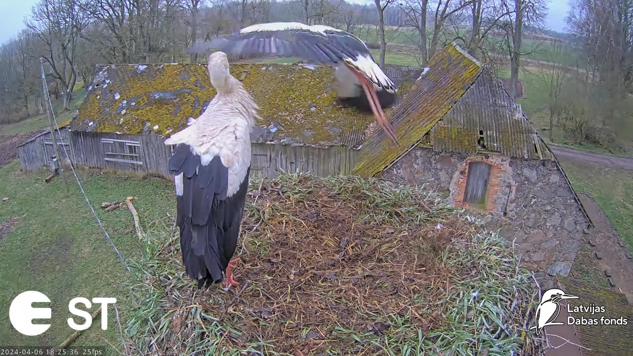 Baltie stārķi (Ciconia ciconia) Tukuma novadā - LDF tiešraide __ White storks in Tukums, Latvia 9-2-