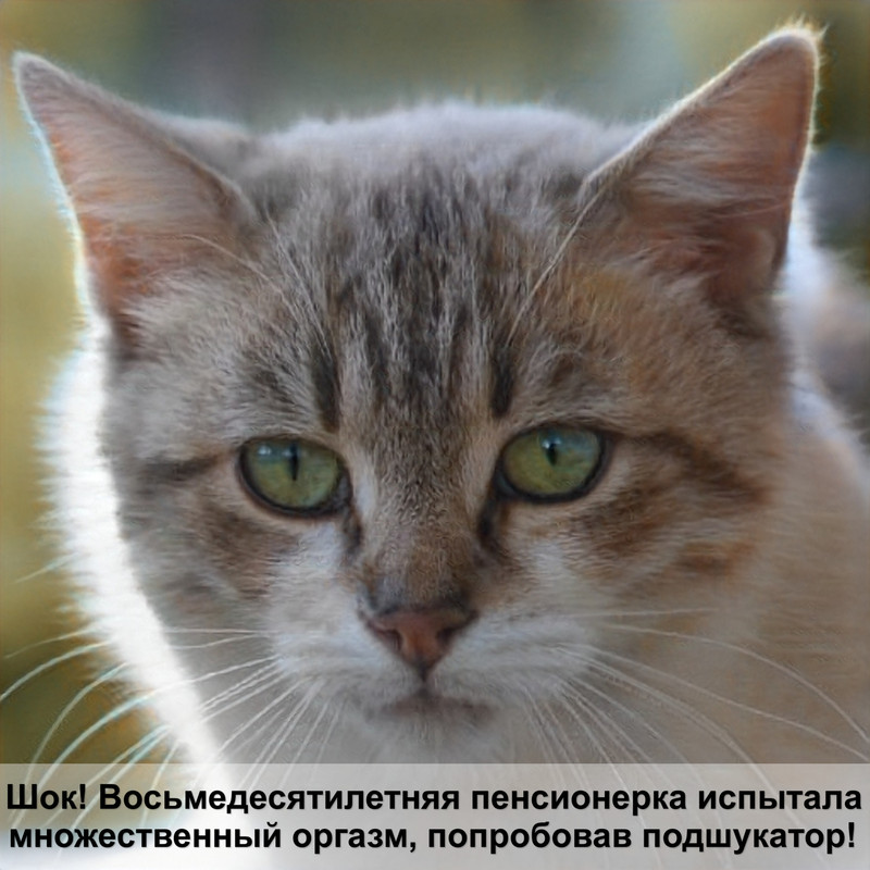 пушистые коты мраморного окраса