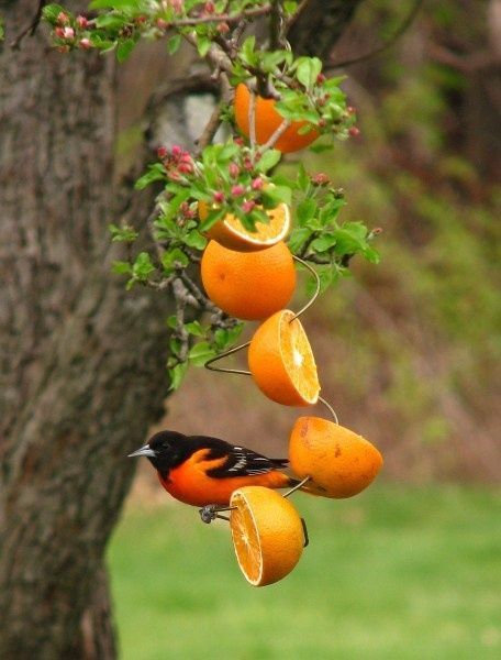 orangebirdandfruits.jpg