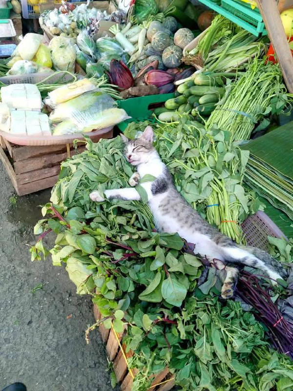 Catl3m9jmym2sfh1.jpg