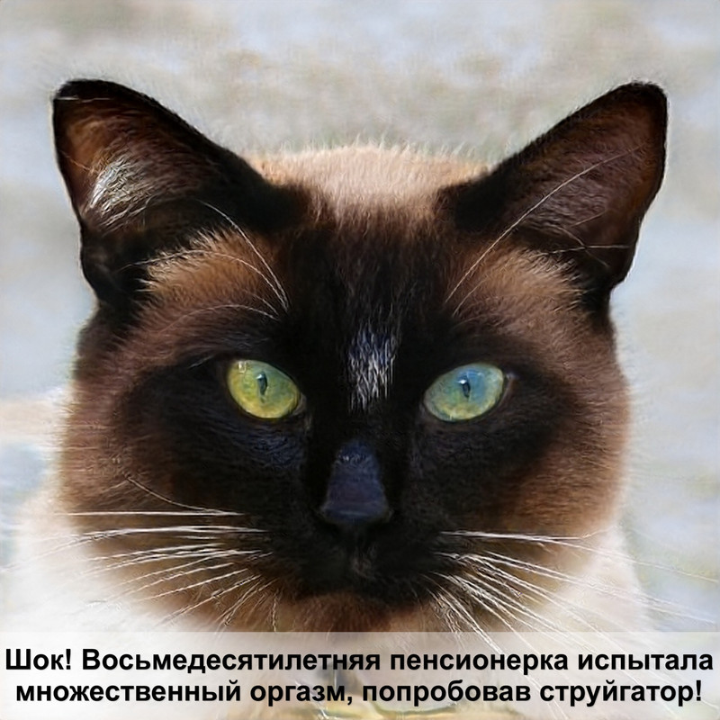 лишай у кошки начальная стадия