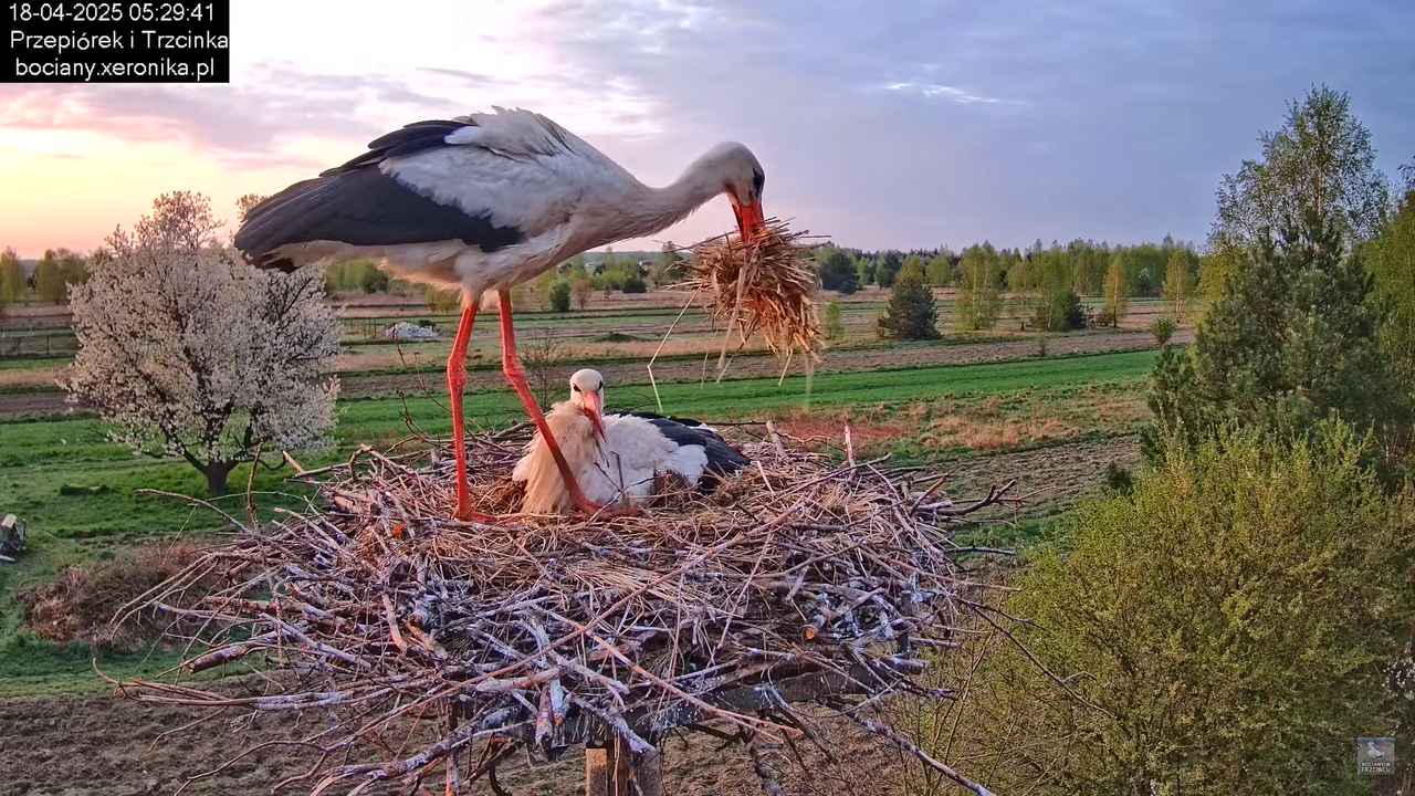 18042025bociany3