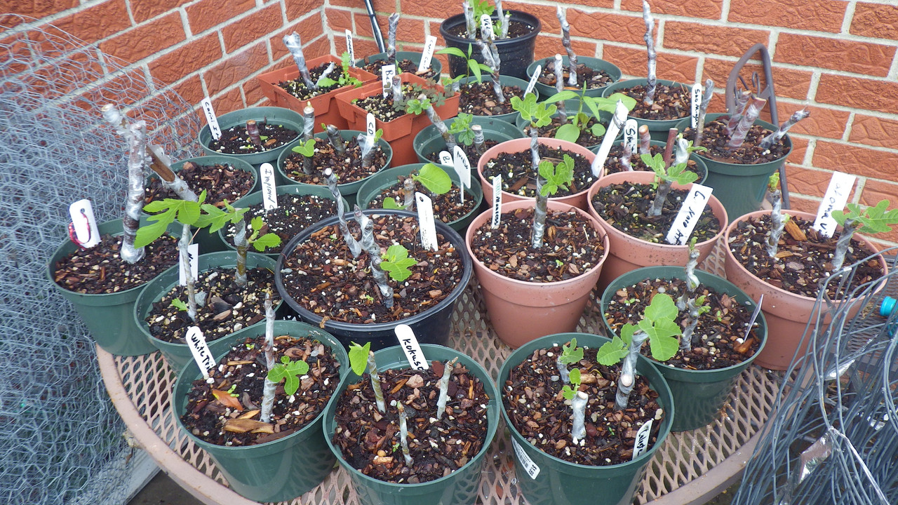 Outdoor fig cuttings 2018 06 28