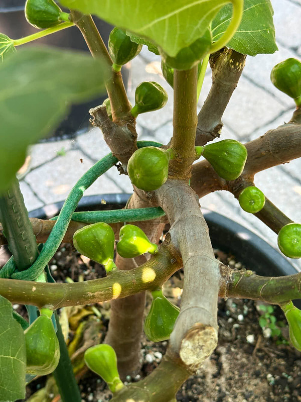 figs-16.jpg