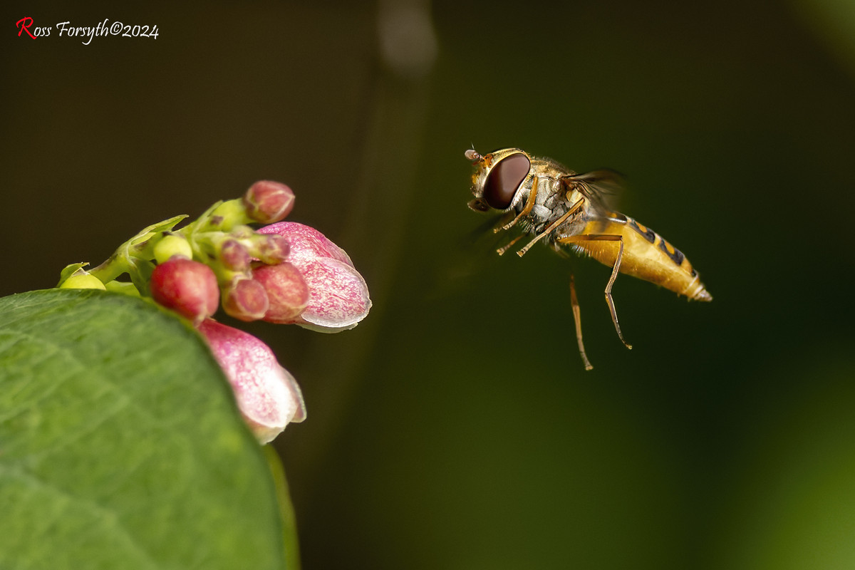 20240611-_5RF7151-CR3