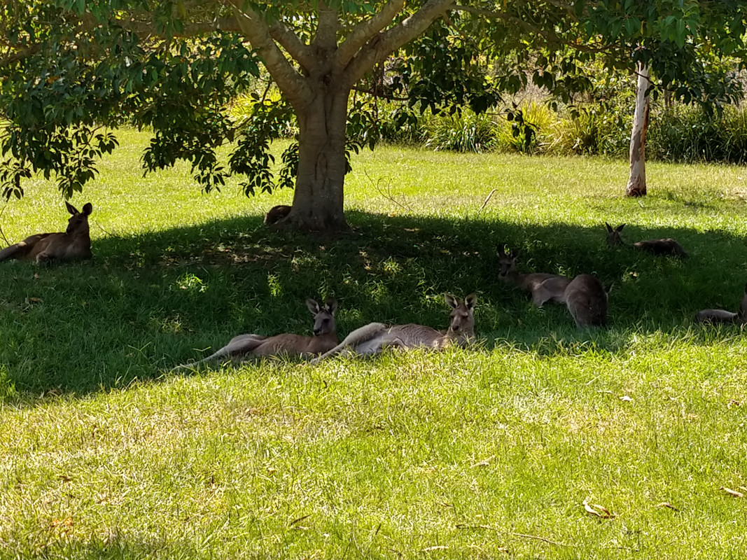 GOLD COAST - BRISBANE - NOOSA - AUSTRALIA , "QUE GRAN PAIS" (2)