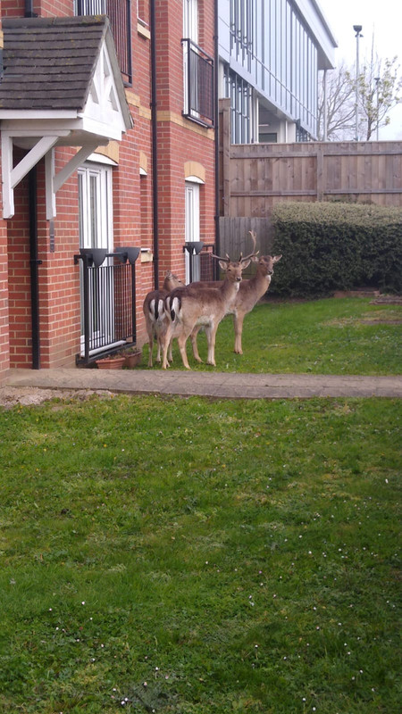 Deers
