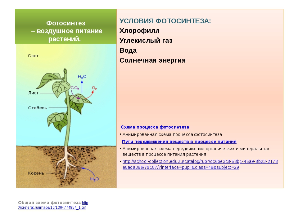Лист обеспечивает корень. Воздушное питание фотосинтез биология 6. Биология воздушное питание растений фотосинтез. Схема процесса фотосинтеза. Процесс питания растений.