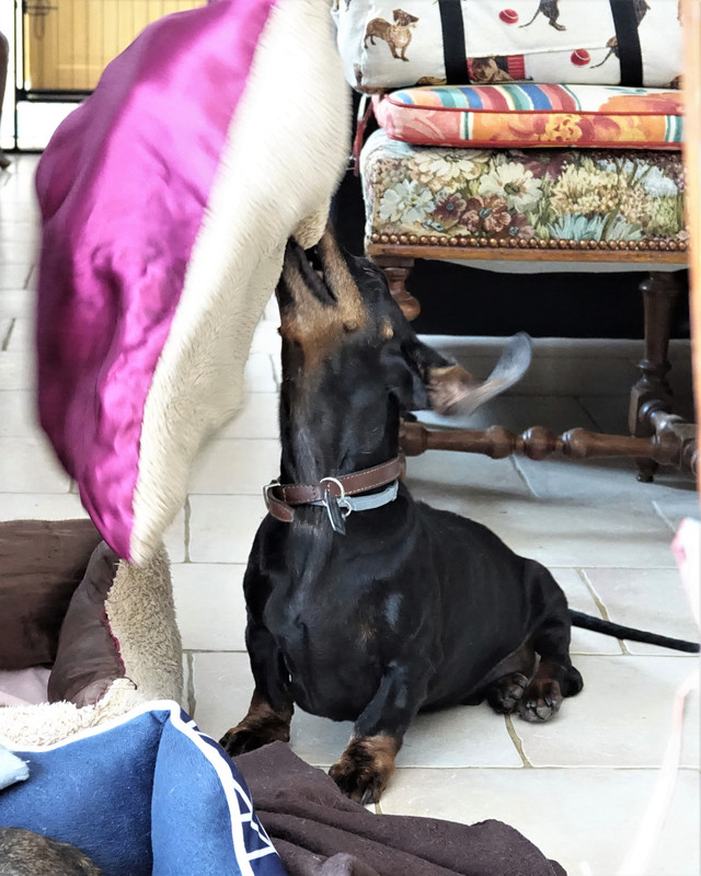 [Image: DSC00113.jpg]