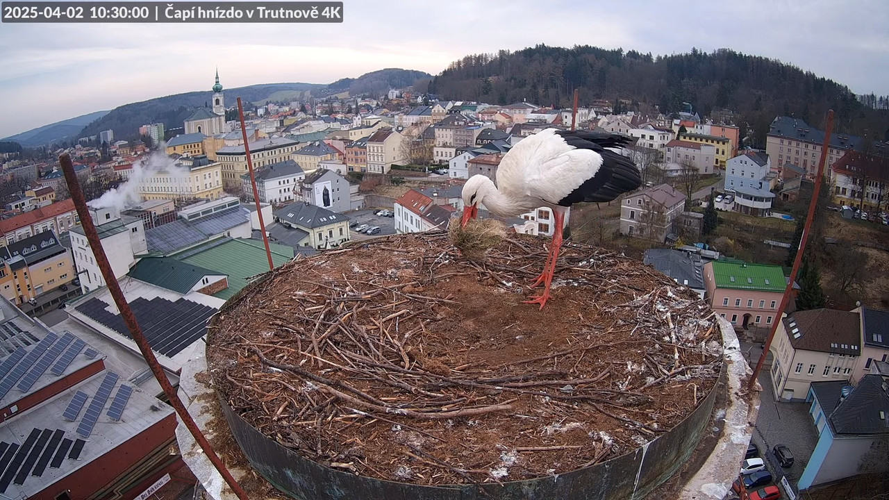 Živě z čapího hnízda na pivovarském komíně v Trutnově 14-59-21 screenshot