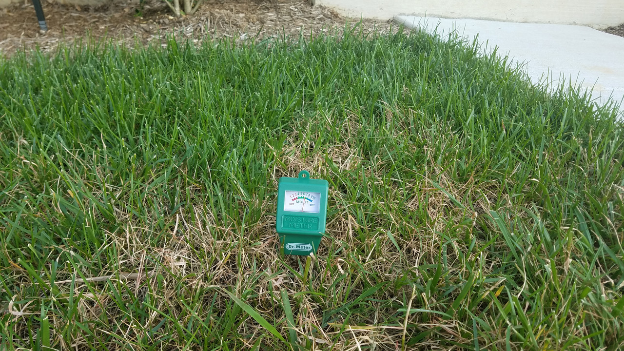 grass patch moisture