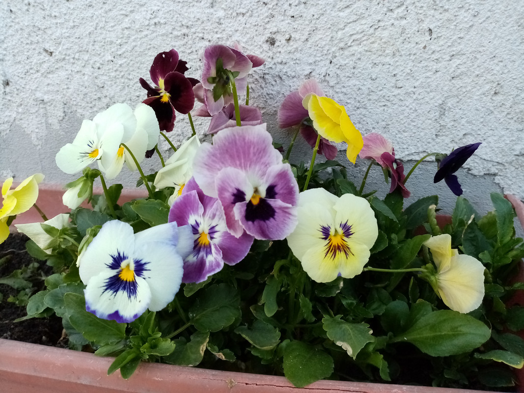 IMG_20200313_170917