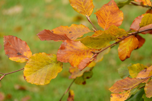 Осенний уход за грушевыми деревьями после посадки что нужно знать