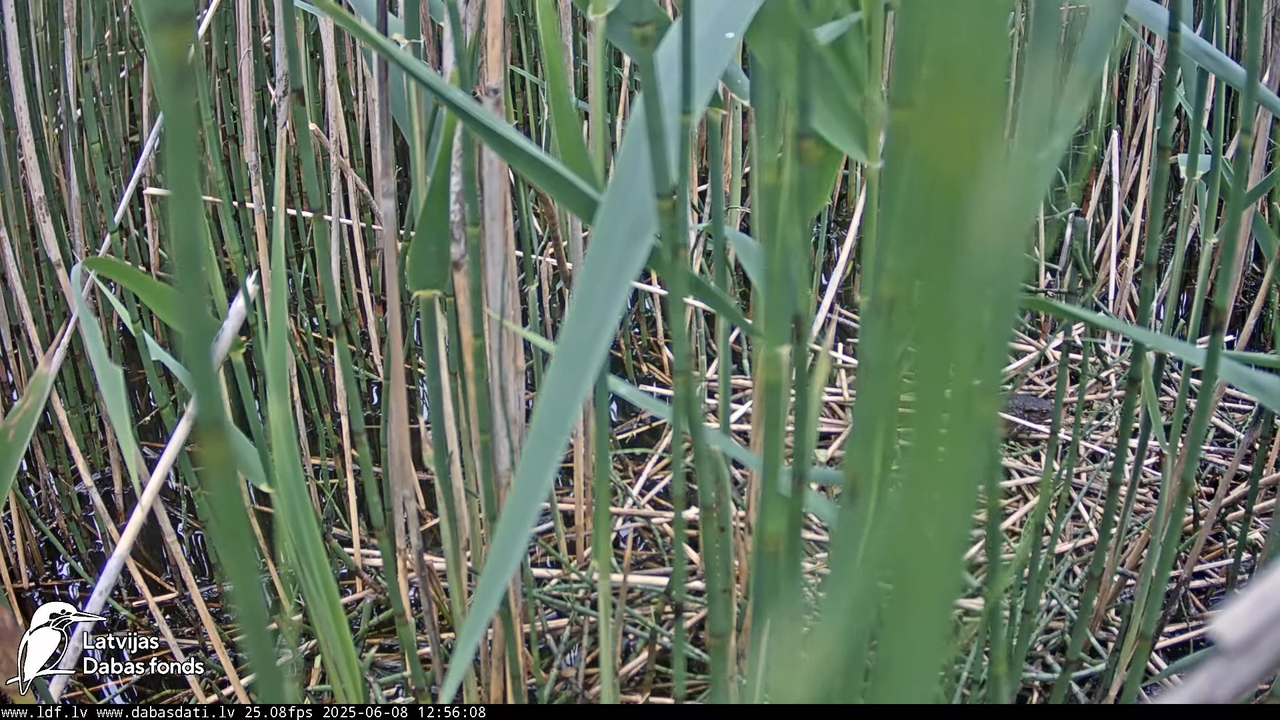 LDF Lielais dumpis (Botaurus stellaris) Zemītes pagastā 15-37-13 screenshot