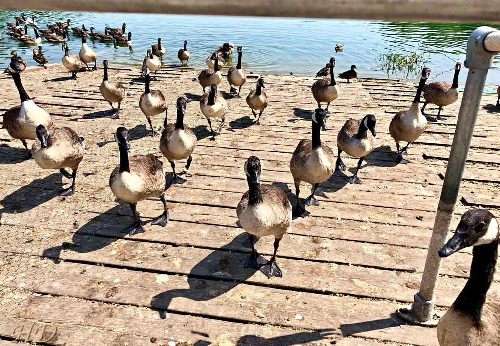 Geese-HD.jpg