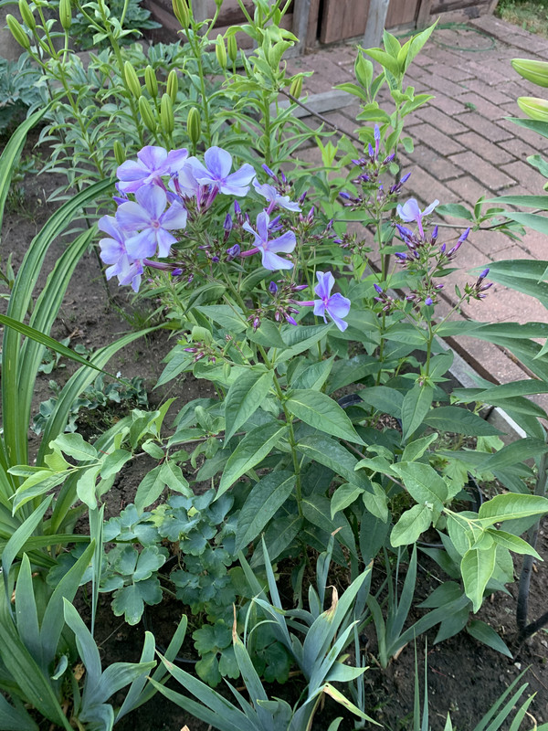 8AD6EB9A-38B4-4D2F-86A5-CADC01038539