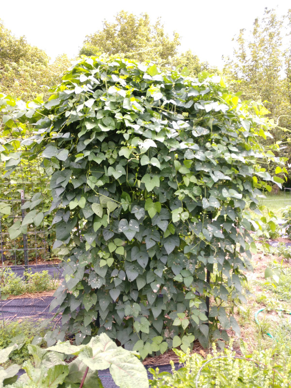 R34 AL Blackeyed Butter IMG_20200807_124441112